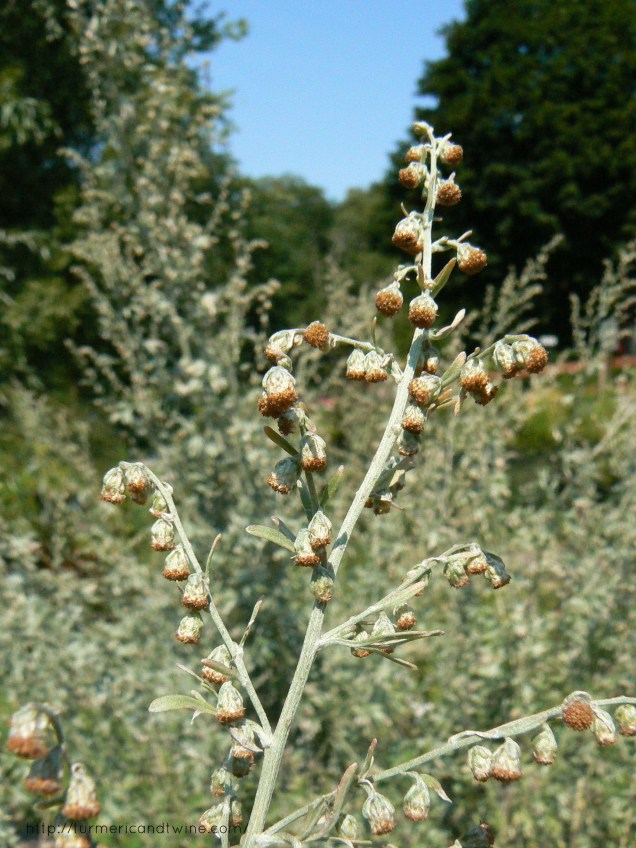 The Herb Garden at the Abode