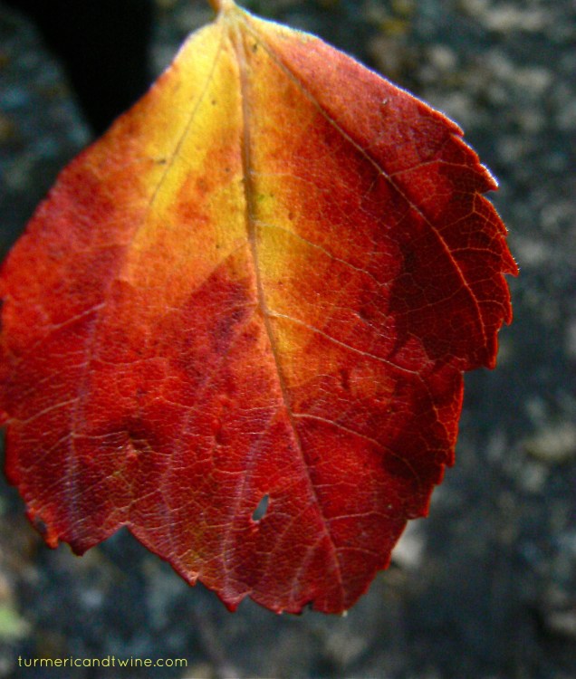 red leaf