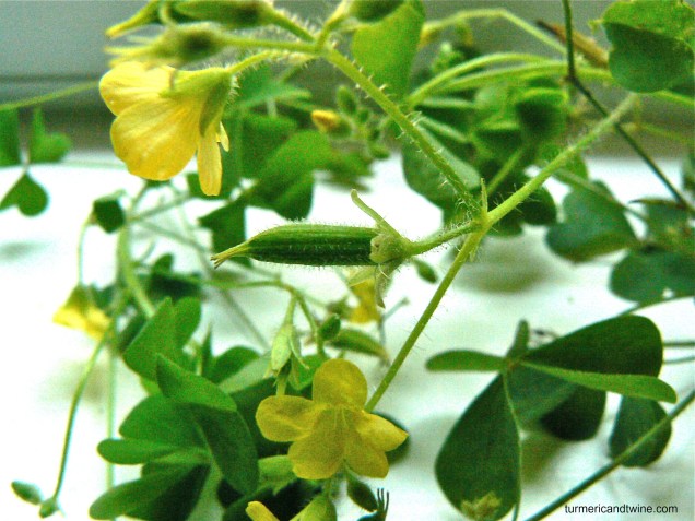 Oxalis stricta