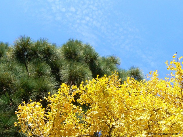 Green and yellow trees