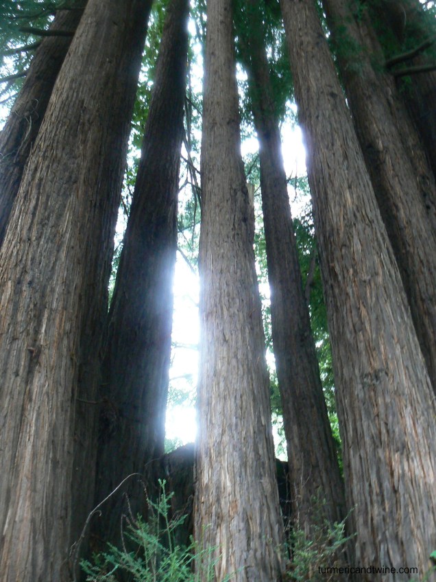 redwood sentials