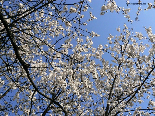 cherry blossoms 1
