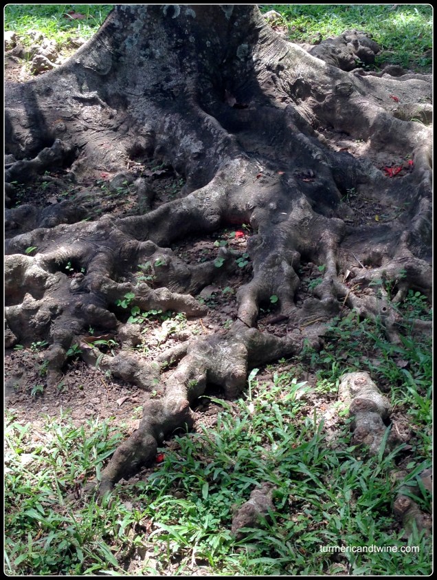 gnarled tree roots Bali