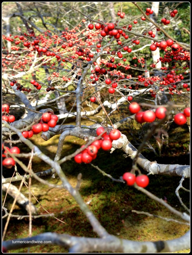 Silver temple berries.jpg