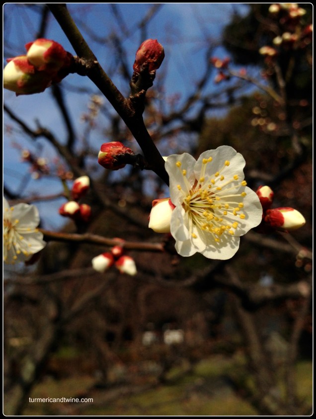 toji temple flower.jpg