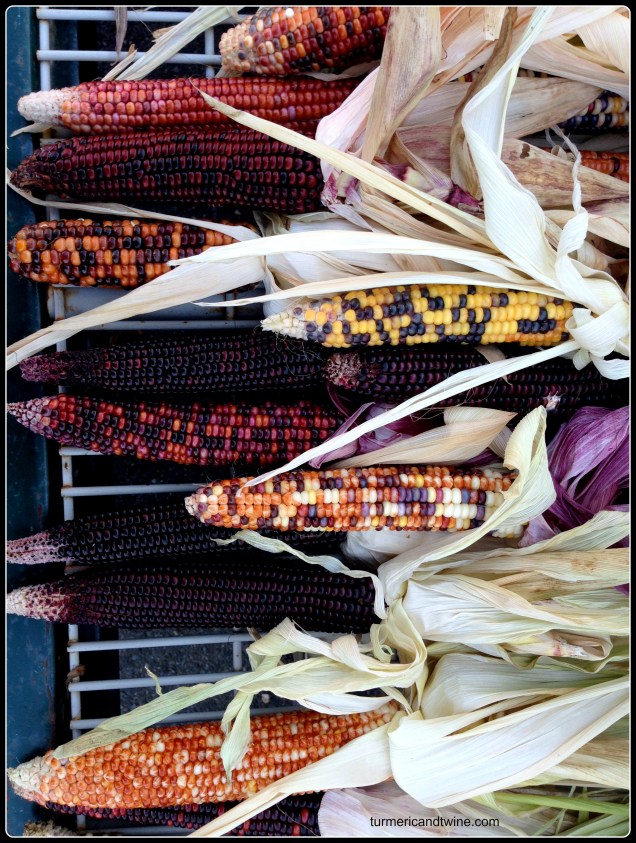 colourful fall corn