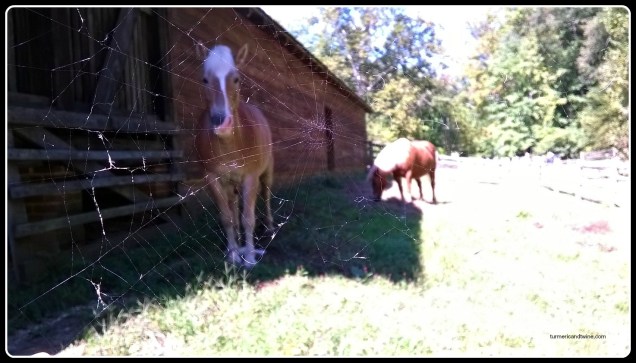 horse through spiderweb