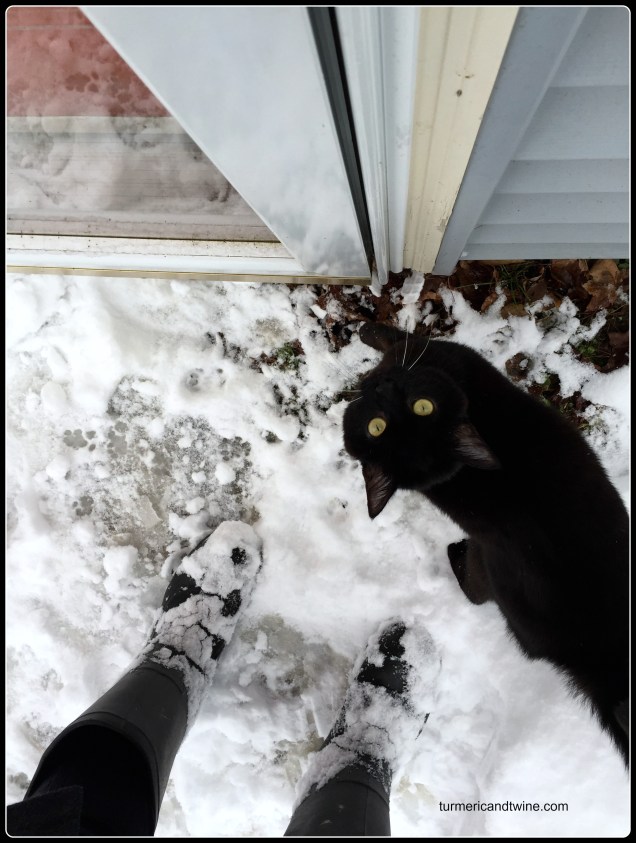snow and panther