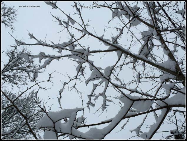 snowy branches