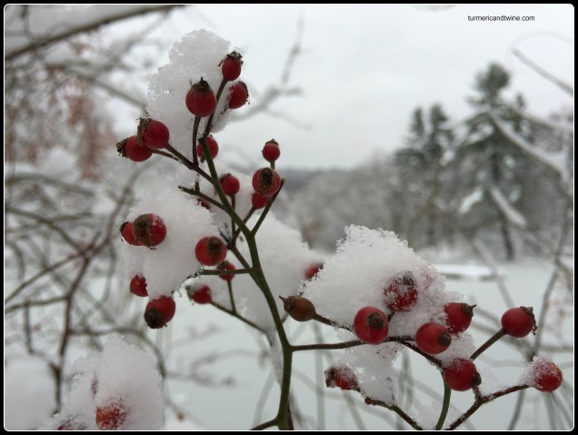 winter berries 2