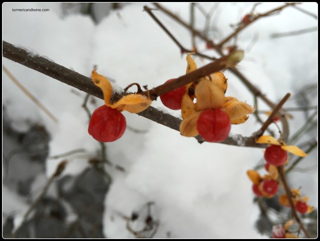 winter berries
